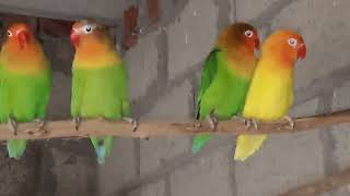 love bird aviary