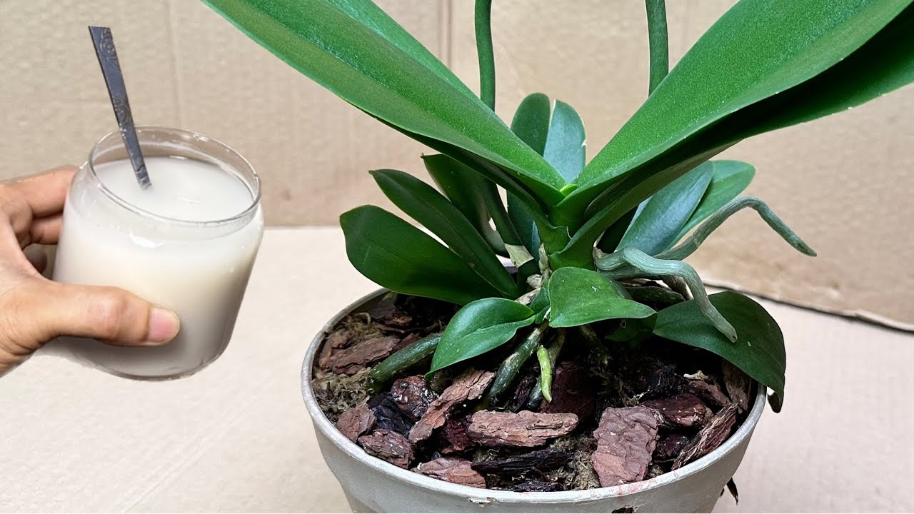 Налейте один бокал! Многие орхидеи сразу же прорастут из основания и будут цвести круглый год.