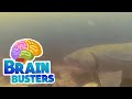 Fish Biology and Technology Quiz