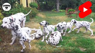 101 DALMATIANS - Full video on the channel shorts