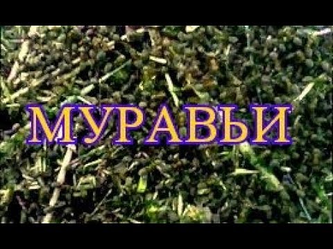 МУРАВЕЙНИК# МУРАВЬИ САМЫЕ ТРУДОЛЮБИВЫЕ НАСЕКОМЫЕ# МУРАВЬИНЫЙ ТРУД