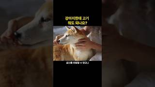 설날 명절음식 강아지가 먹어도 될까?