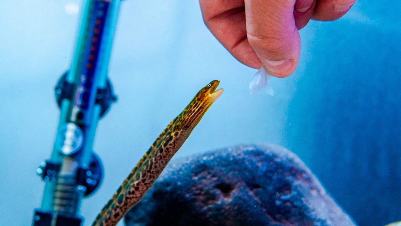 Me Compré una Anguila Morena y la Enseñé a Comer de Mi Mano
