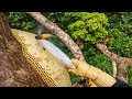 Bắt Ong Trên Cây Cao 500 Mét Cực Nguy Hiểm Bee Hoony 