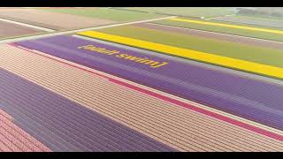 Adult Swim Bump Aerial View Of Colorful Blossoming Fields Of Tulips In Lisse, Netherlands Fanmade