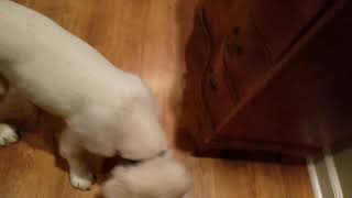 Buddy & the mouse in the house  (conclusion)