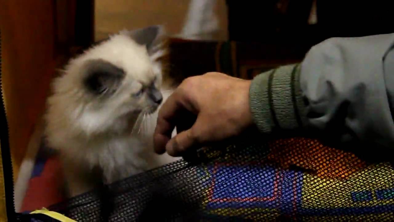 выставка кошек плакат. выставка котов баннер. выставка кошек. выставка кошек в москве в гагаринском. федерация кошек.