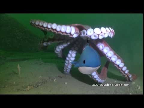 Octopus Whale Chase
