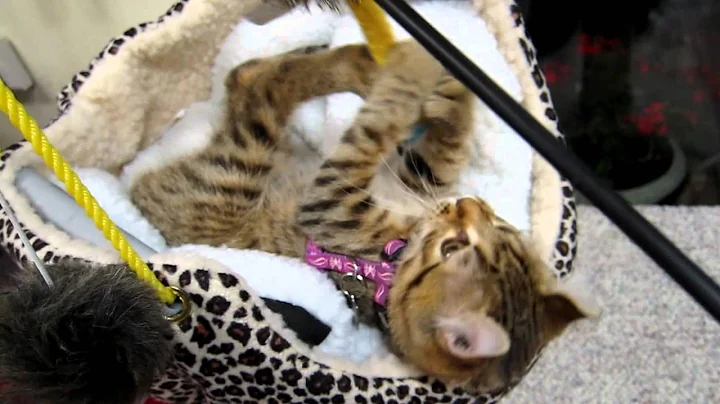 Watch the video about BONY the Highland Lynx playing...