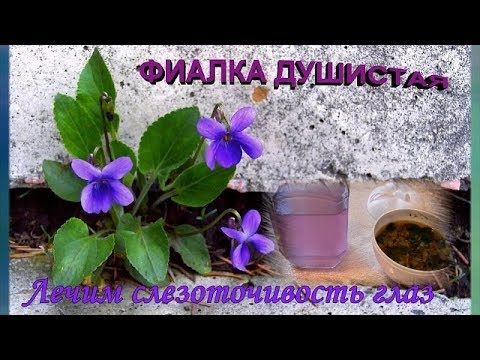 ФИАЛКА ДУШИСТАЯ И ЕЕ ЧУДОДЕЙСТВЕННЫЕ СВОЙСТВА. ГОТОВИМ НАСТОЙКИ И ...