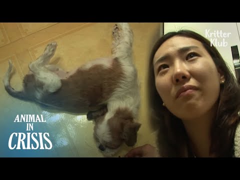 Twisted Head, Paralyzed Legs, No One Knows The Name Of Her Disease | Animal in Crisis EP262