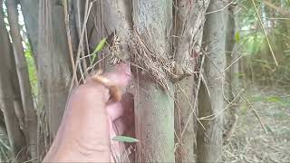 Rumpun bambu tali#bambupetukjalu#bambunogosatru.