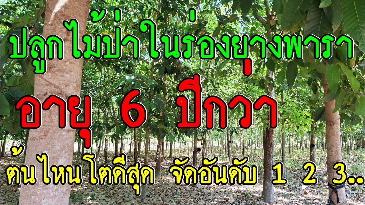 ปลูกไม้ป่าในร่องยางพารา อายุ 6 ปีกว่า ต้นไหนโตดีที่สุด จัดอันดับ 1 2 3 ...