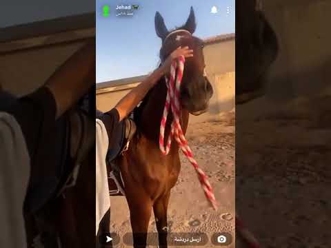 يوميات جهاد ابالخيل ♥️