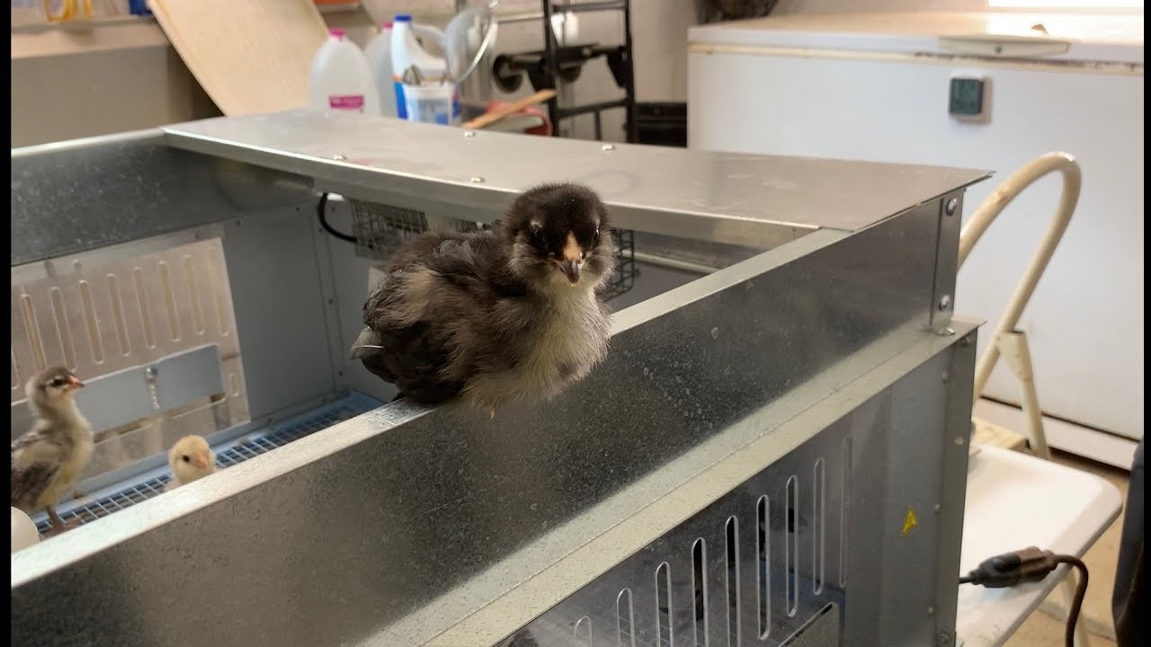 camera iphone 8 plus apk Week #2 With Baby Chicks