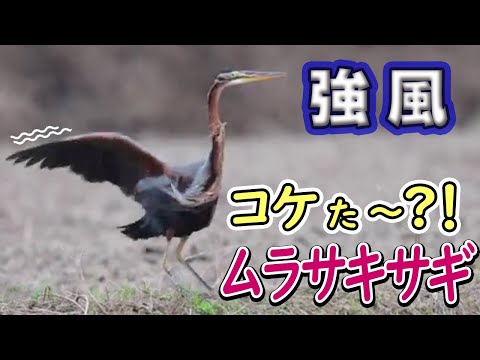 【石垣島の野鳥】珍しいコケるムラサキサギ。Stumbling purple heron. Wild Birds 4K