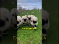 A jumping sheep is a happy sheep! 🐑↕️💛 #foryou #animals #animalshorts #recommended #shortsfeed