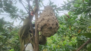 tổ ong bầu trời cuối mùa cực kỳ mẩy/ quách tế vlog