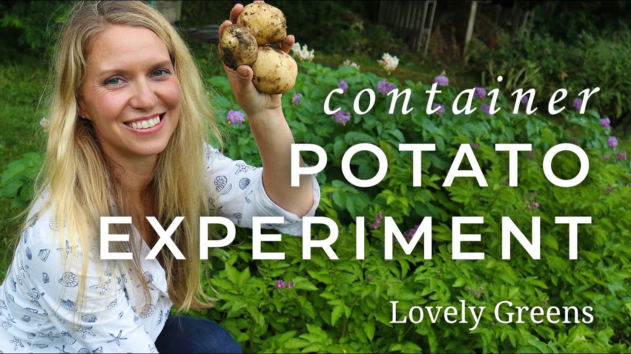 Potato Growing Experiment + Home Garden in March YouTube