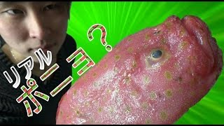 これ、食えるの？『流通しない魚』ミドリフサアンコウ食べてみた