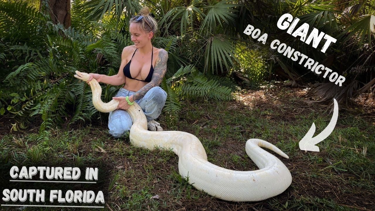 ⁣HUGE Boa Constrictor living in someones backyard!
