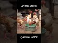 🦁 Top Wild Animal Sounds Compilation | Real Jungle Voices