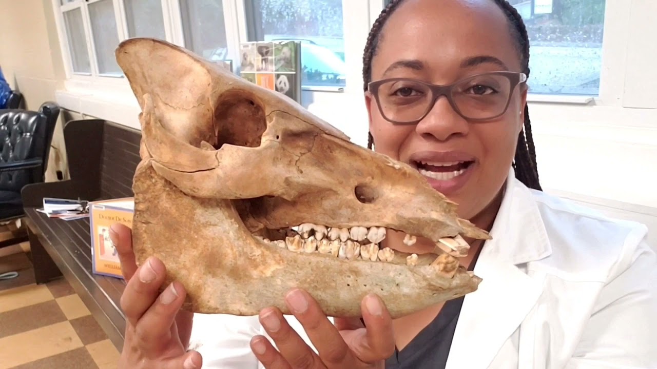 The Animal Whisperer Series with Veterinarian Dr.Clarke