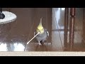 汚い声の気まぐれオカメインコ