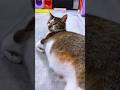 Fostering A (Heavily!) Pregnant Cat ❤️ l The Dodo #thedodo #cat #kitten