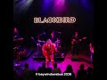 Blackbird merel koman blackbird music stay or go #short 2