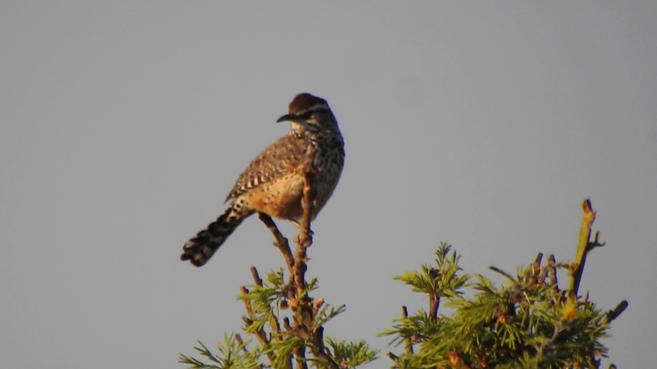 Matraca del Desierto (Campylorhynchus brunneicapillus) - YouTube