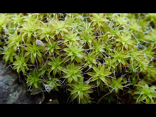 How To Propagate Moss - Simple & Easy Method! 