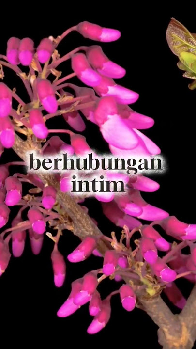 hutang suami lunas cukup dengan berhubungan intem dengan istri