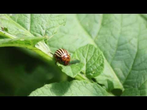 Video: Ang Kalaban Ng Patatas Ay Ang Laban Laban Sa Beetle Ng Patatas Ng Colorado