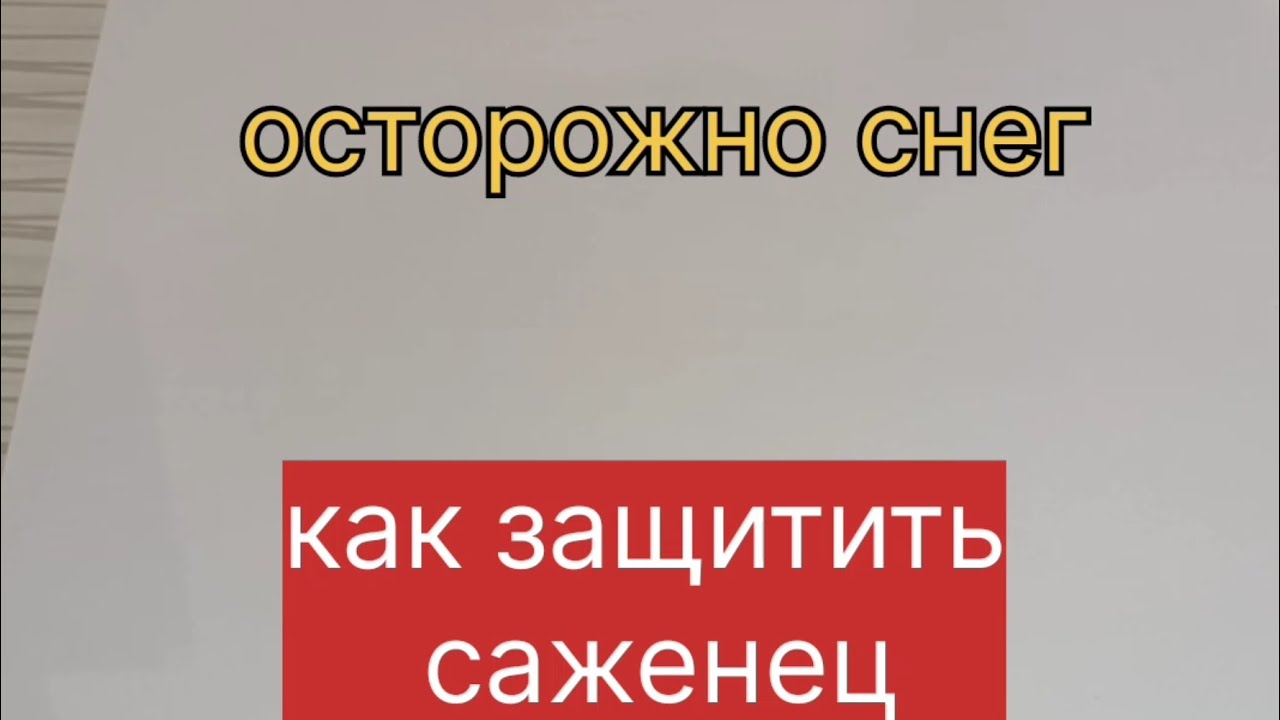 Осторожно снег. Как защитить саженец?