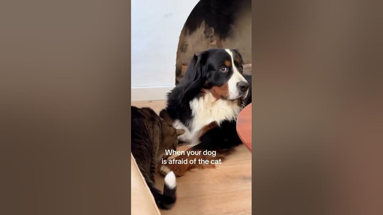 Why Dogs Are Afraid Of Rain