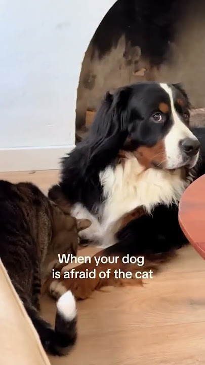 Dogs are afraid of Cats
