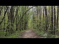 1 minute forest relaxation.