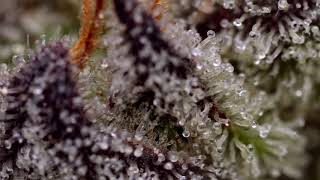 cake flower cannabis state cannab0s