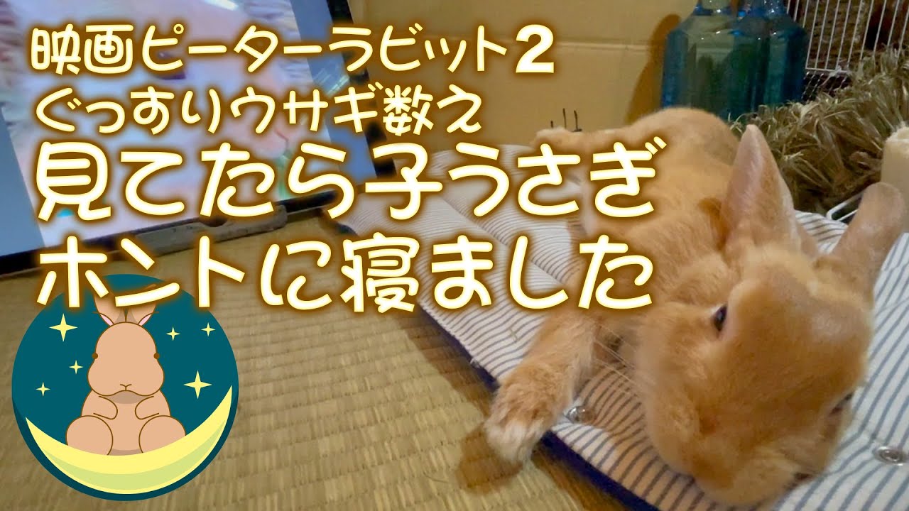 映画ピーターラビット2 ぐっすりウサギ数え 見てたら子うさぎホントに寝ました 25 News Wacoca Japan People Life Style