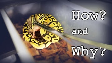 How I get ALL MY SNAKES to EAT Frozen rats
