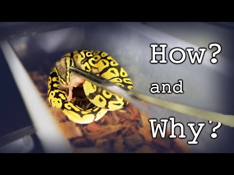 Video: 10 způsobů, jak dostat míč Pythons k jídlu zmrazené-rozmrazené, mrtvá kořist