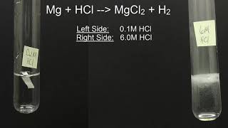 Magnesium reacting with Hydrochloric Acid