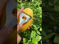 Pure ASMR | Peeling and Slicing a Giant Green Mango 🥭