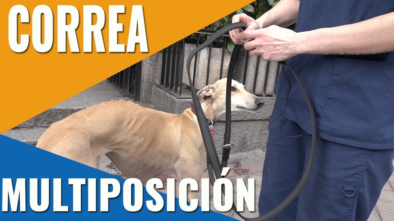 LA MEJOR CORREA PARA PERROS/CORREAS MULTIPOSICIÓN PASEO PERROS