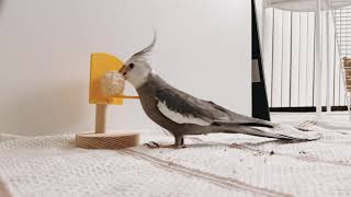 Cockatiel Parrot Playing Basketball for treats.