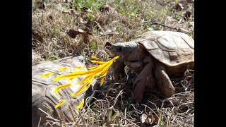 TORTOISE BATTLE!!! by TexasReptileZoo 301 views 4 years ago 6 minutes, 4 seconds