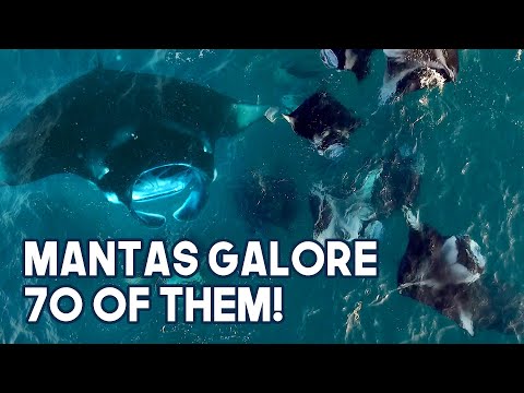 Dive Trip I Baa Atoll Maldives I Day 2 | Snorkelling with 70 Mantas in Hanifaru Bay