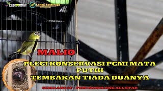 Download Lagu Aksi pleci MALIO burung konservasi PCMI mata putih tembakan tiada duanya - Gemilang Sf PCMI Magelang MP3