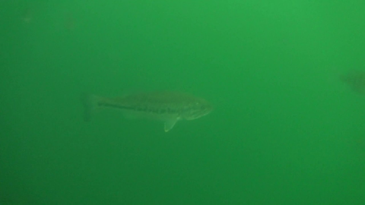 Snorkeling the Maysville NC Rock Quarry YouTube